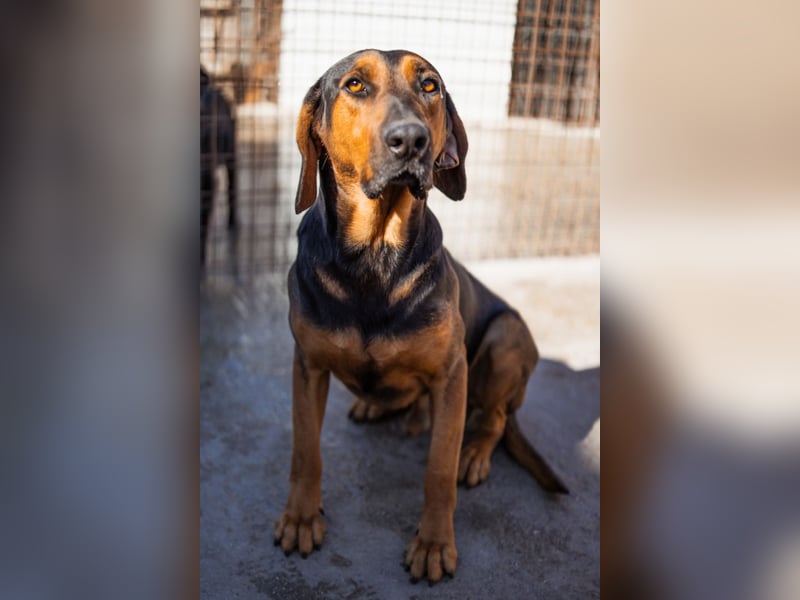 Levi ❤️ lieber, schüchterner Bub sucht sein Zuhause