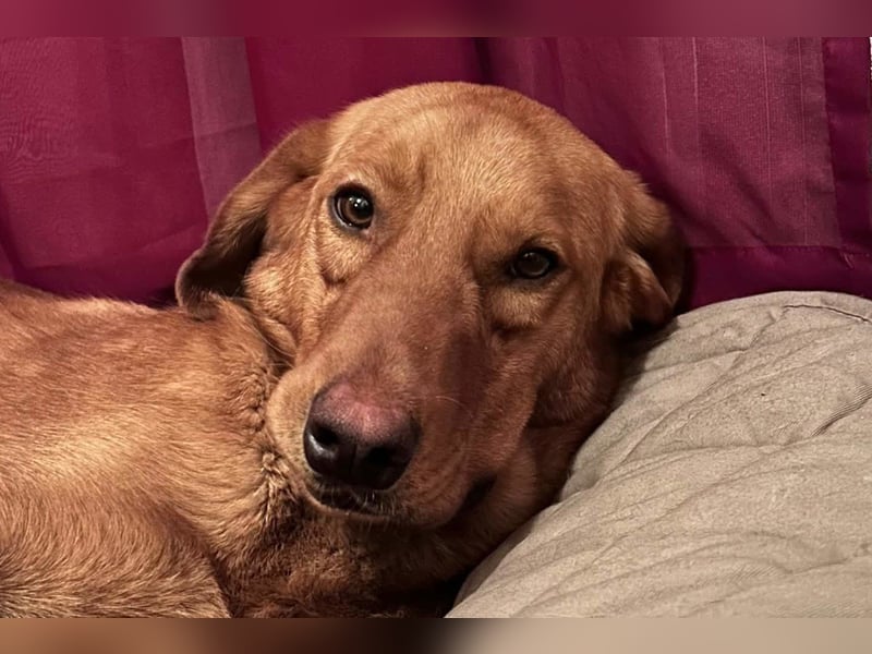 Schmuse-Schatz ♥Veit♥ wartet bereits in 65933 Frankfurt auf seine Für-Immer-Menschen