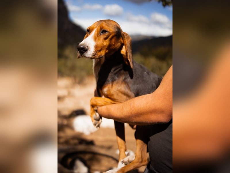 Bracken-Mix Dame Vera ❤️ ruhig, verschmust- sucht Liebe