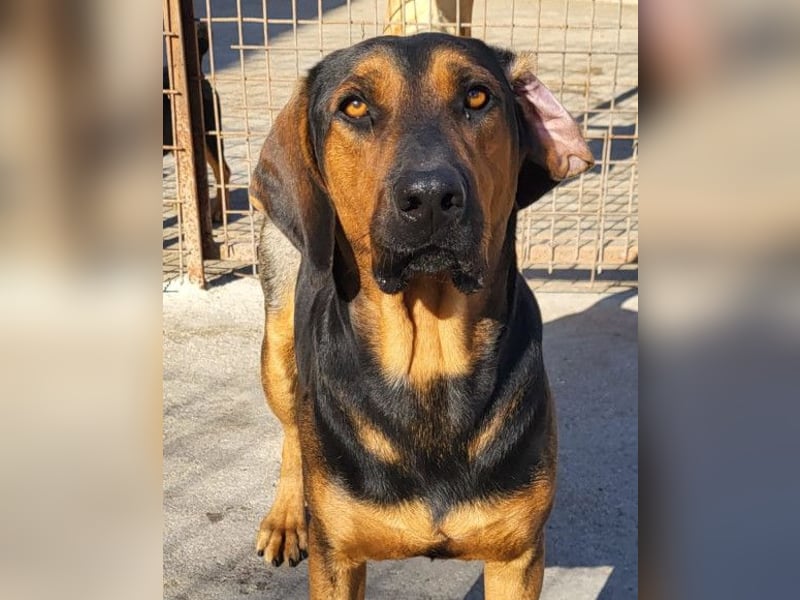 Levi ❤️ Bracke-Mix, verspielt+ aufgeschlossen