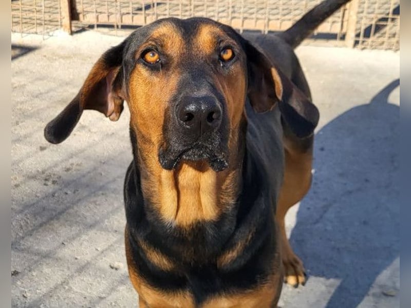 Levi ❤️ Bracke-Mix, verspielt+ aufgeschlossen
