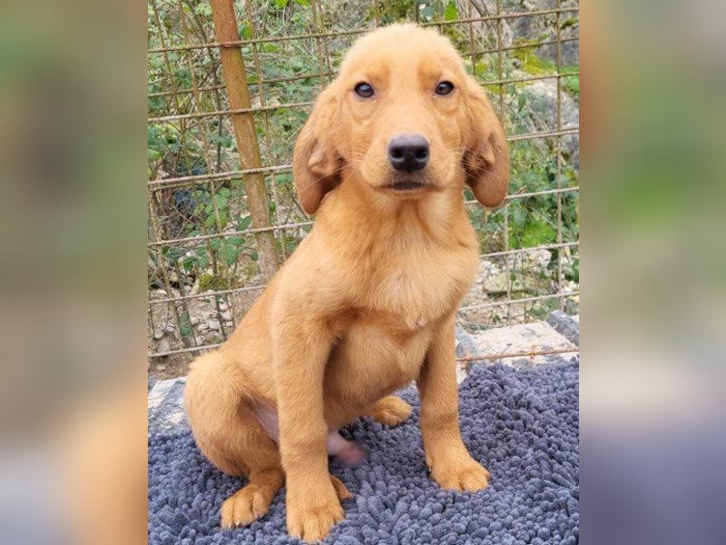 Veit  aktiver Schmuse-Schatz