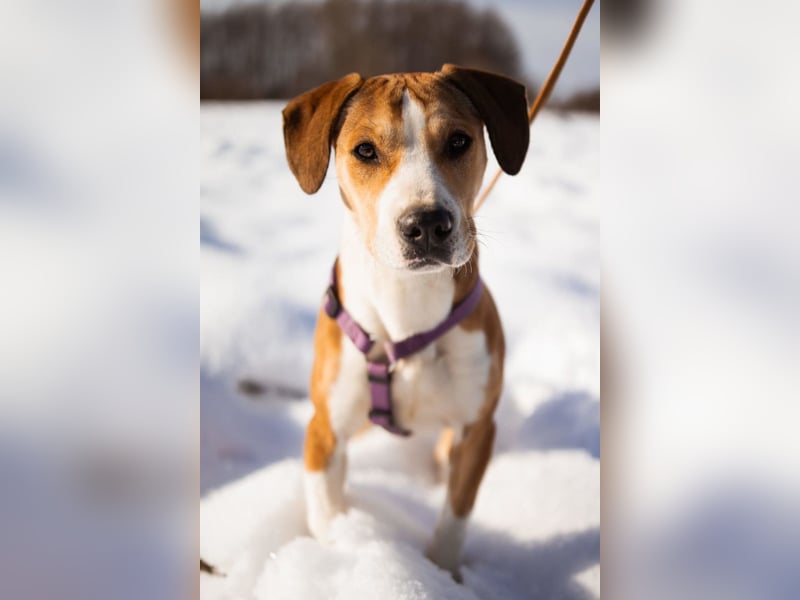 Robin ❤️ verspielte, liebenswerte Schnute