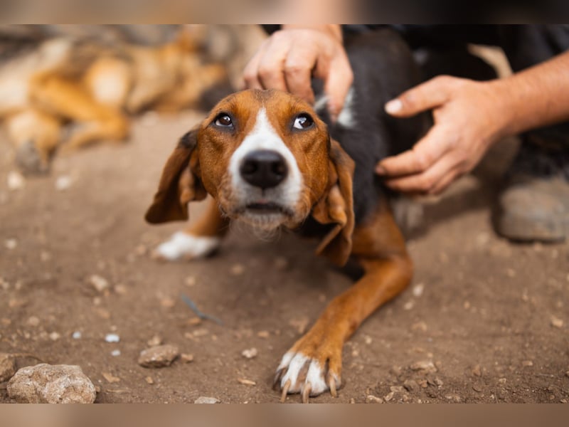 Bracken-Mix Dame Vera ❤️ ruhig, verschmust- sucht Liebe
