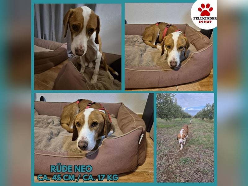 lieber Bracke Mischling Neo sucht ein Zuhause, Jagdhund, Posavski Gonic