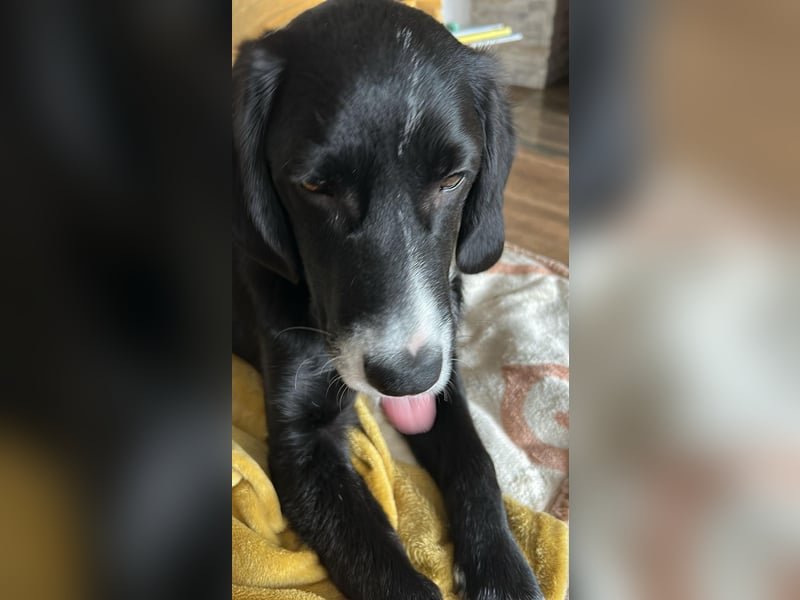 süßer Junghund Bracke Mischling Jimmy sucht eine Familie