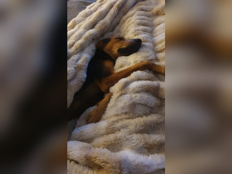 kleiner Bracken Mischlings-Rüde Bimini sucht seine Familie