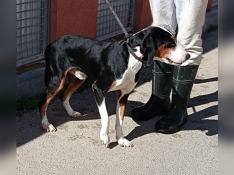 lieber Bracke Mischling Mauro sucht ein Zuhause, Jagdhund, Posavski Gonic
