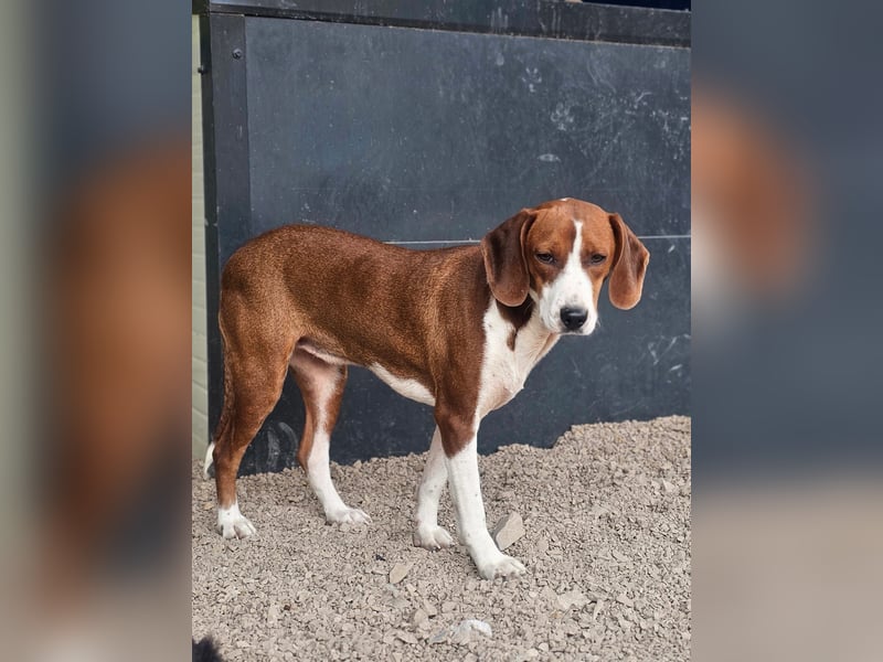 junge süße Bracken Mischlings-Hündin Mei sucht ihre Herzensmenschen