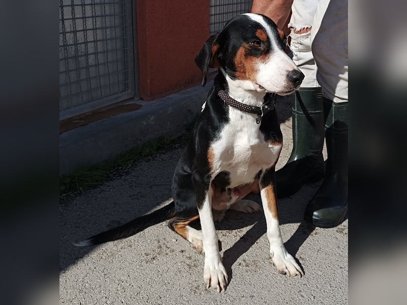 lieber Bracke Mischling Mauro sucht ein Zuhause, Jagdhund, Posavski Gonic