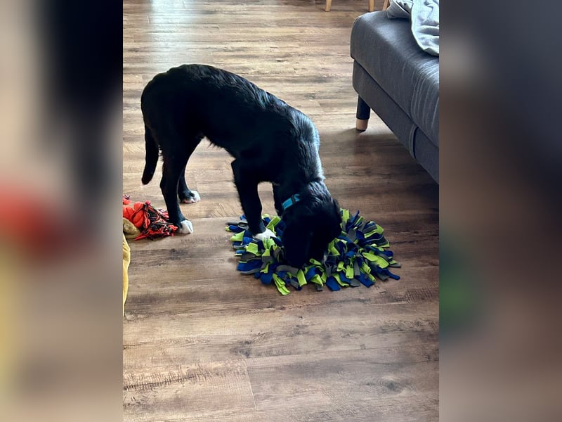 süßer Junghund Bracke Mischling Jimmy sucht eine Familie