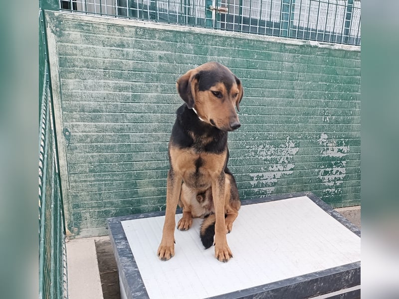 freundlicher junger Bracke Mischlings-Rüde Angelo sucht seine Menschen