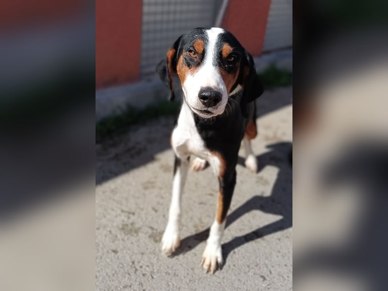 lieber Bracke Mischling Mauro sucht ein Zuhause, Jagdhund, Posavski Gonic