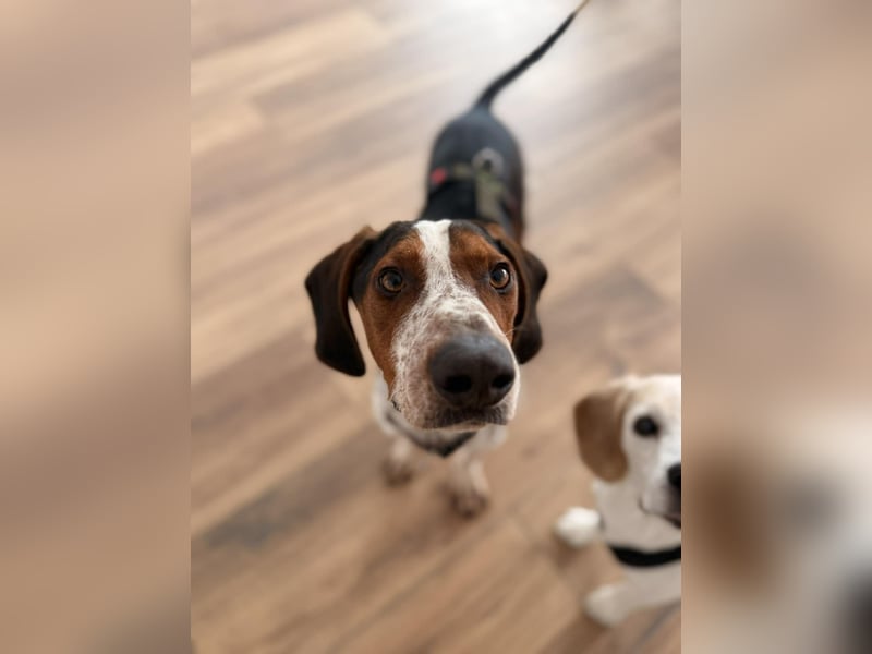 Beetlejuice Posavski Gonic Bracken Mischling Rüde sucht Zuhause für immer