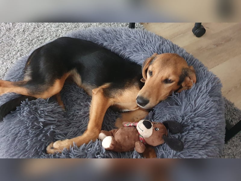 kleiner Bracken Mischlings-Rüde Bimini sucht seine Familie