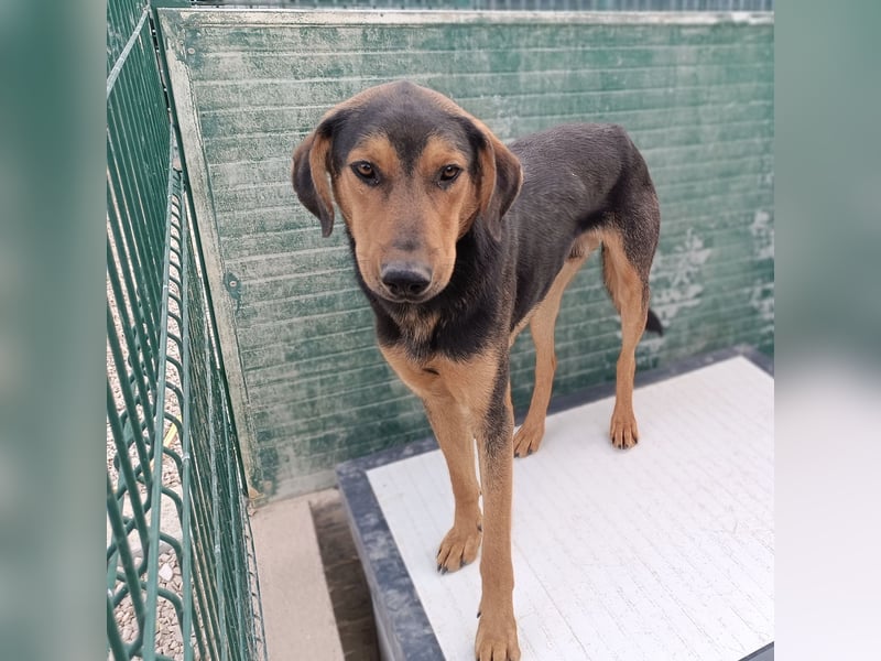 freundlicher junger Bracke Mischlings-Rüde Angelo sucht seine Menschen