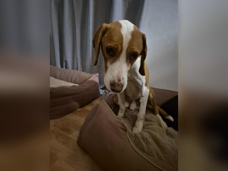 lieber Bracke Mischling Neo sucht ein Zuhause, Jagdhund, Posavski Gonic