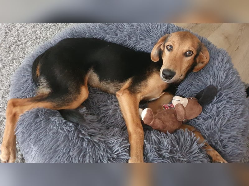 kleiner Bracken Mischlings-Rüde Bimini sucht seine Familie