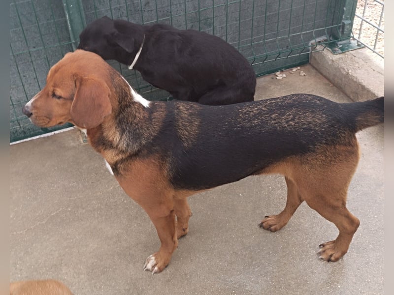 lieber Bracke Mischling Marvin sucht ein Zuhause, Posavski Gonic