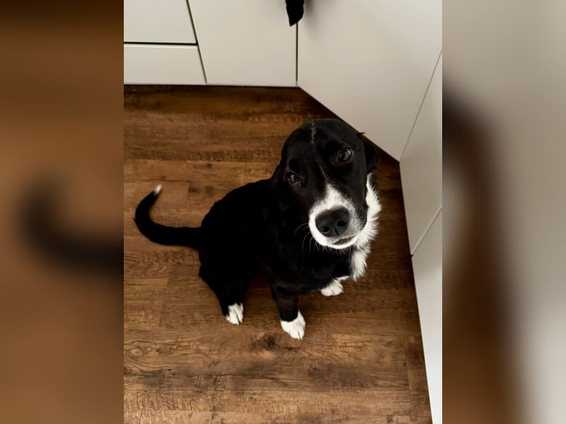 süßer Junghund Bracke Mischling Jimmy sucht eine Familie