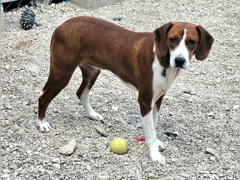junge süße Bracken Mischlings-Hündin Mei sucht ihre Herzensmenschen