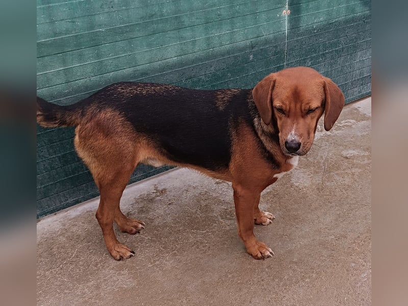 lieber Bracke Mischling Marvin sucht ein Zuhause, Posavski Gonic