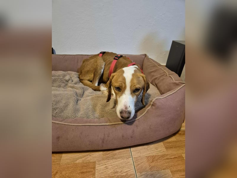 lieber Bracke Mischling Neo sucht ein Zuhause, Jagdhund, Posavski Gonic