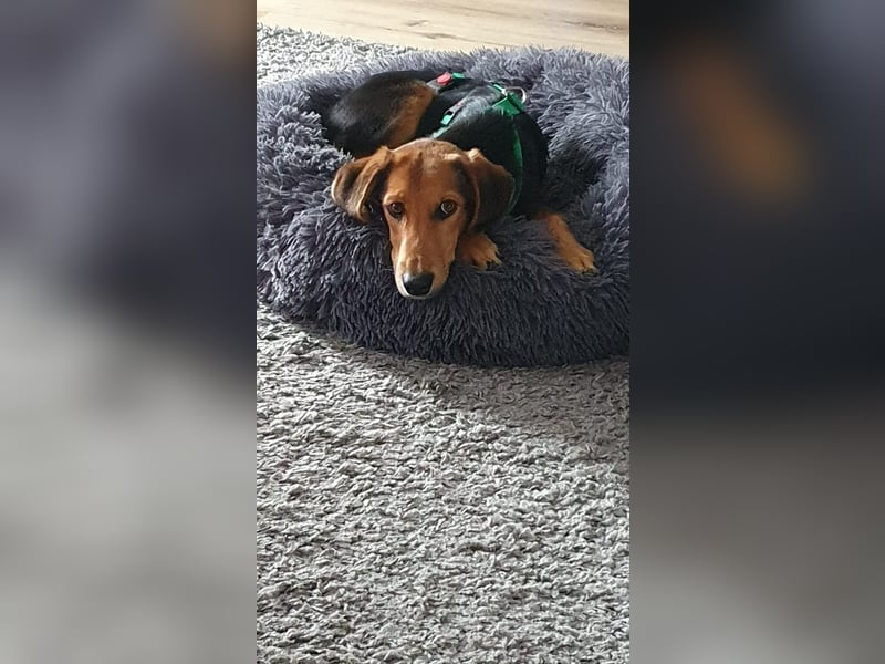 kleiner Bracken Mischlings-Rüde Bimini sucht seine Familie