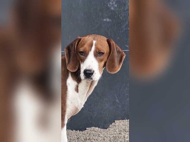 junge süße Bracken Mischlings-Hündin Mei sucht ihre Herzensmenschen