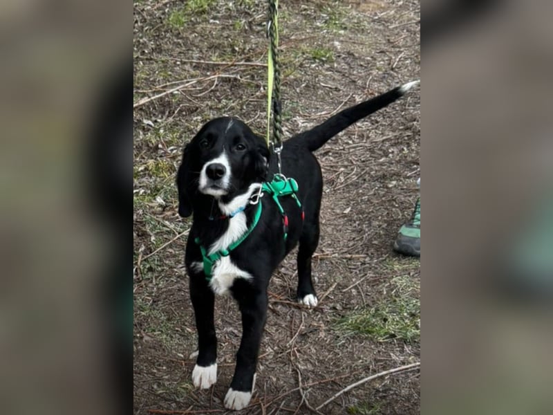 süßer Junghund Bracke Mischling Jimmy sucht eine Familie