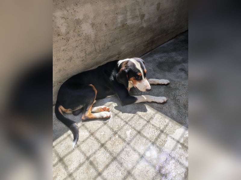 lieber Bracke Mischling Mauro sucht ein Zuhause, Jagdhund, Posavski Gonic