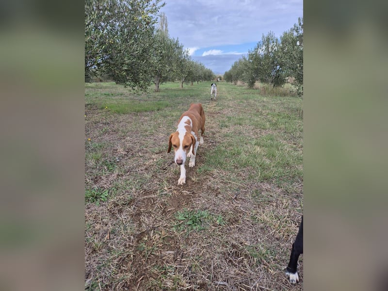 lieber Bracke Mischling Neo sucht ein Zuhause, Jagdhund, Posavski Gonic