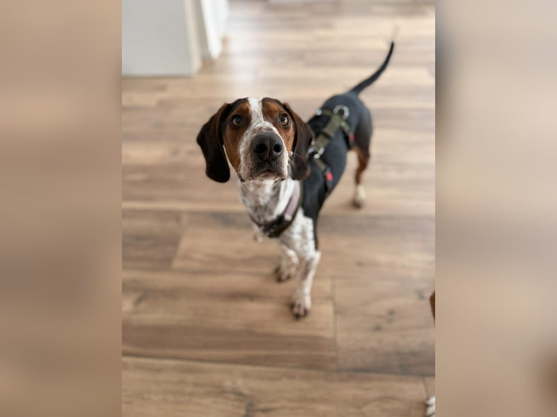 Beetlejuice Posavski Gonic Bracken Mischling Rüde sucht Zuhause für immer