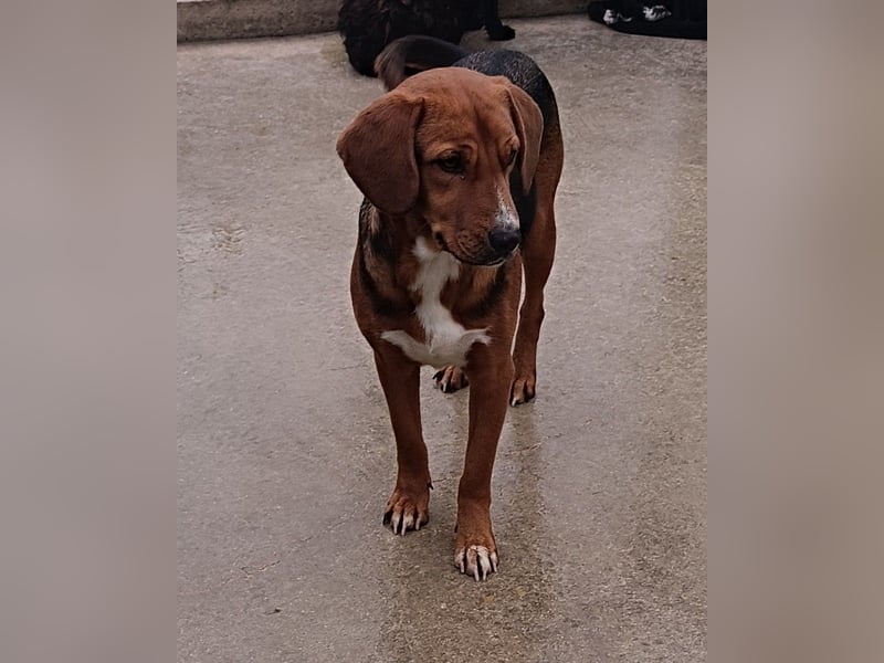 lieber Bracke Mischling Marvin sucht ein Zuhause, Posavski Gonic