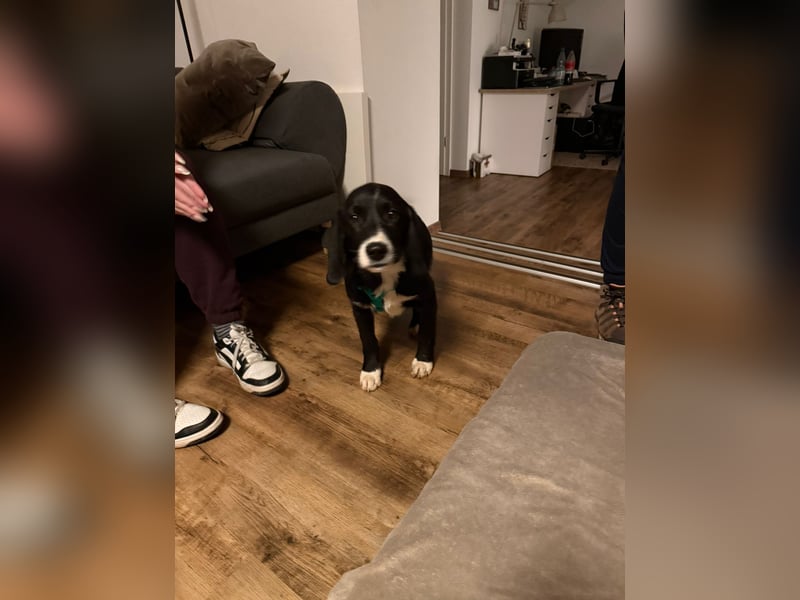 süßer Junghund Bracke Mischling Jimmy sucht eine Familie