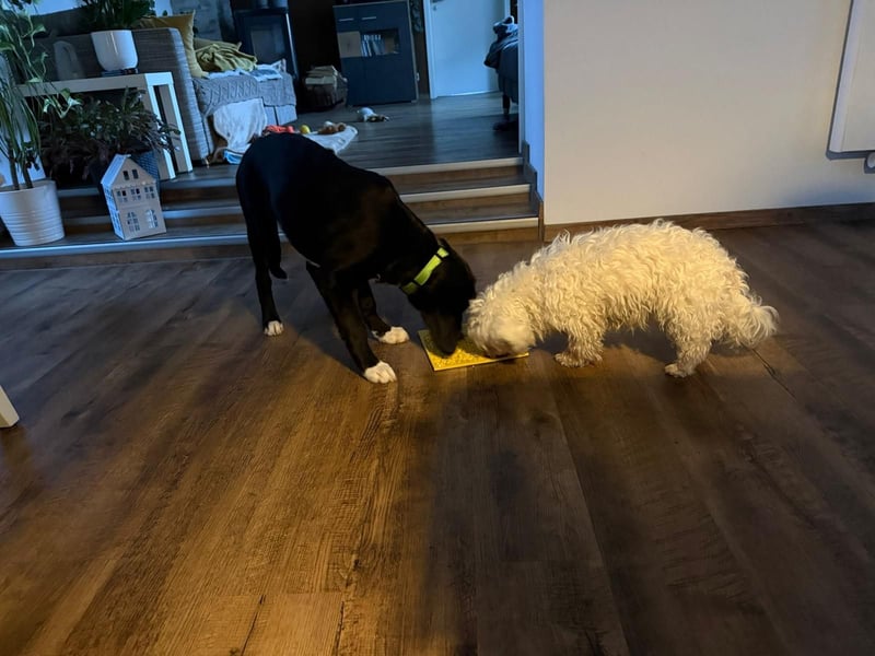 süßer Junghund Bracke Mischling Jimmy sucht eine Familie