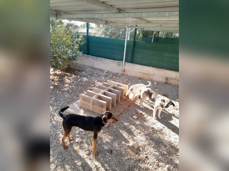 freundlicher junger Bracke Mischlings-Rüde Angelo sucht seine Menschen