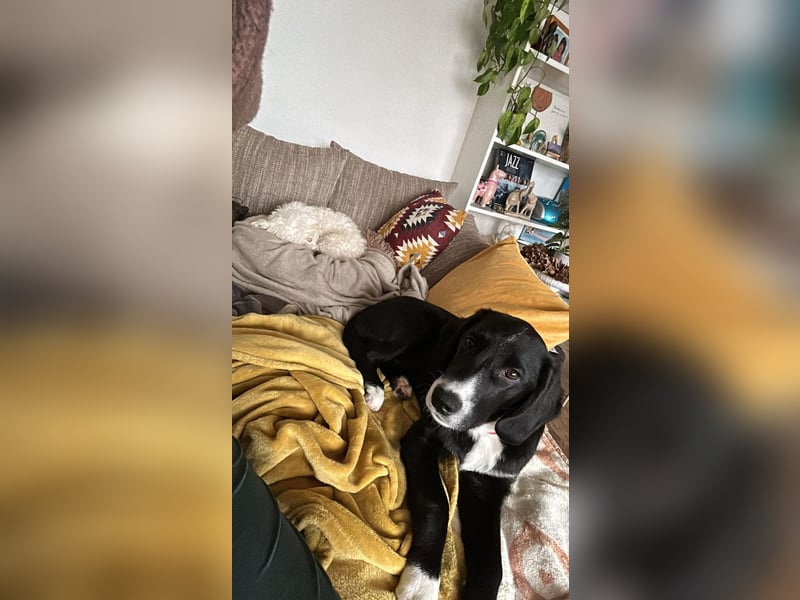 süßer Junghund Bracke Mischling Jimmy sucht eine Familie