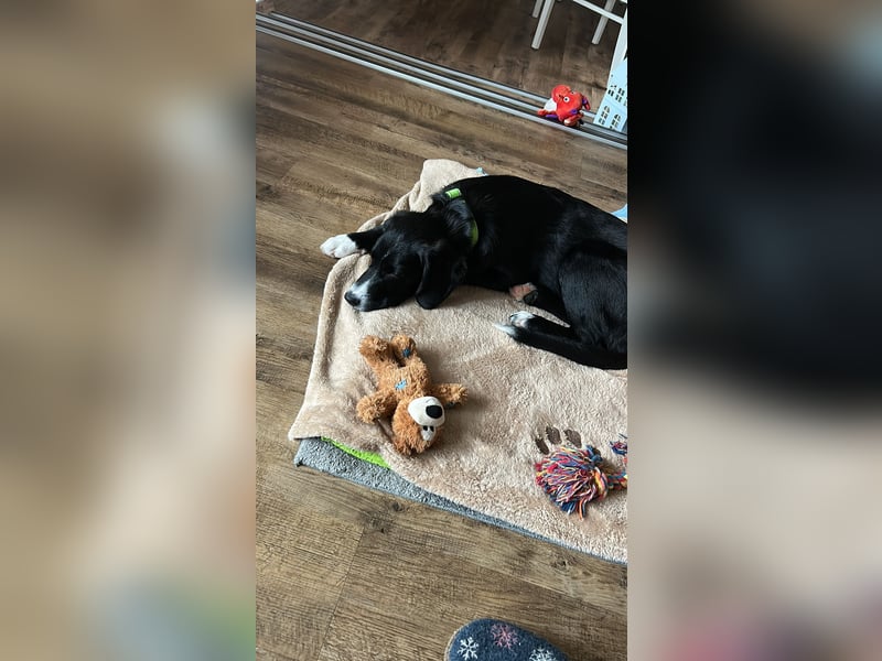 süßer Junghund Bracke Mischling Jimmy sucht eine Familie