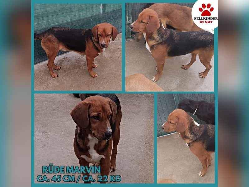 lieber Bracke Mischling Marvin sucht ein Zuhause, Posavski Gonic