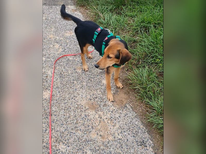 kleiner Bracken Mischlings-Rüde Bimini sucht seine Familie