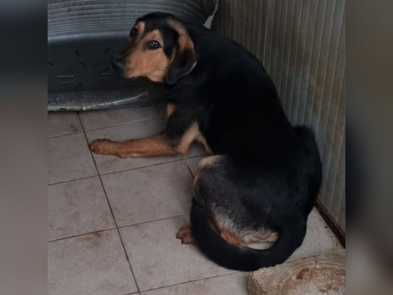 freundlicher junger Bracke Mischlings-Rüde Angelo sucht seine Menschen