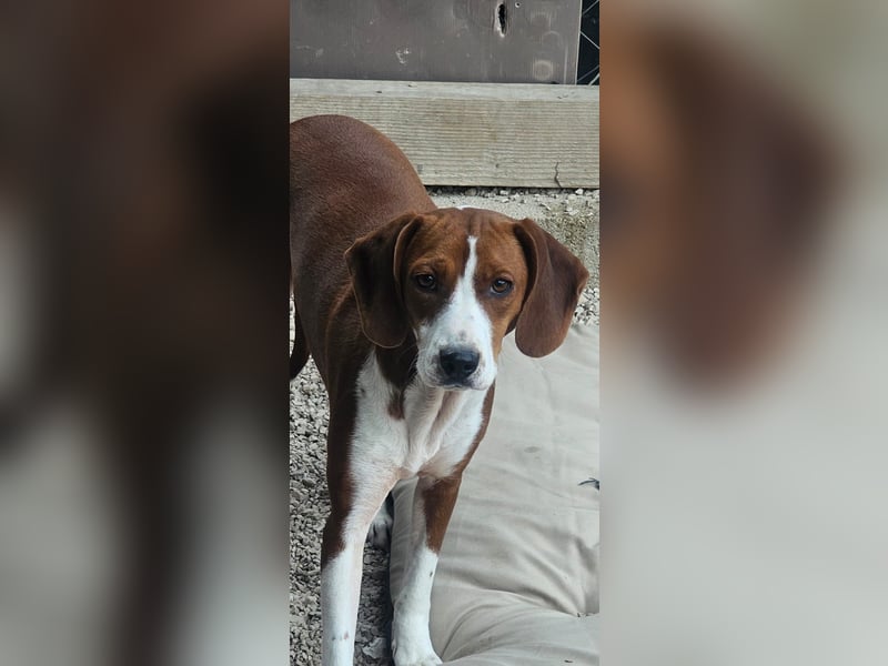 junge süße Bracken Mischlings-Hündin Mei sucht ihre Herzensmenschen