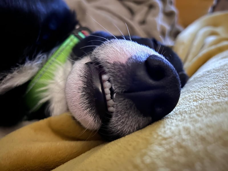 süßer Junghund Bracke Mischling Jimmy sucht eine Familie