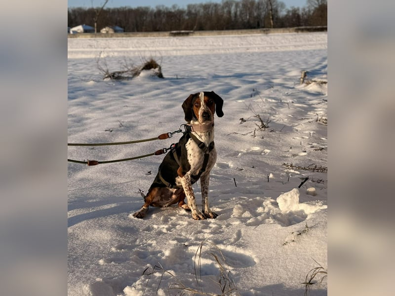 Beetlejuice Posavski Gonic Bracken Mischling Rüde sucht Zuhause für immer