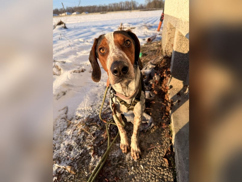 Beetlejuice Posavski Gonic Bracken Mischling Rüde sucht Zuhause für immer