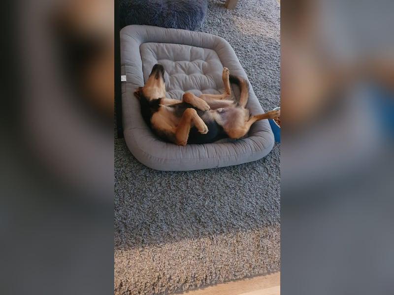kleiner Bracken Mischlings-Rüde Bimini sucht seine Familie
