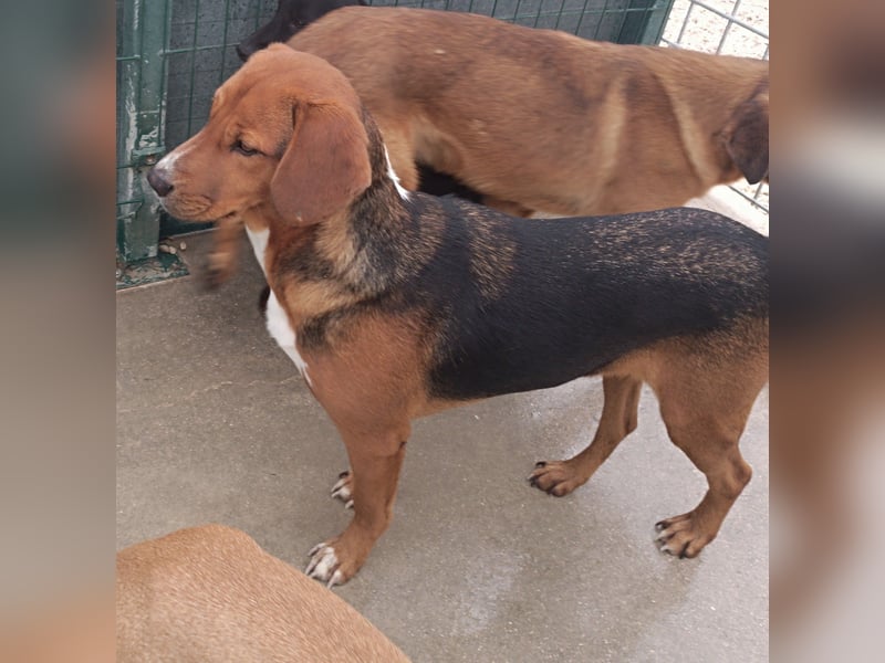 lieber Bracke Mischling Marvin sucht ein Zuhause, Posavski Gonic