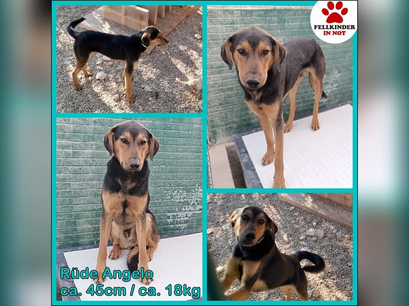 freundlicher junger Bracke Mischlings-Rüde Angelo sucht seine Menschen