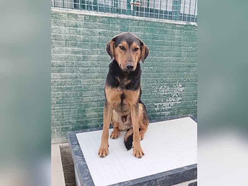 freundlicher junger Bracke Mischlings-Rüde Angelo sucht seine Menschen